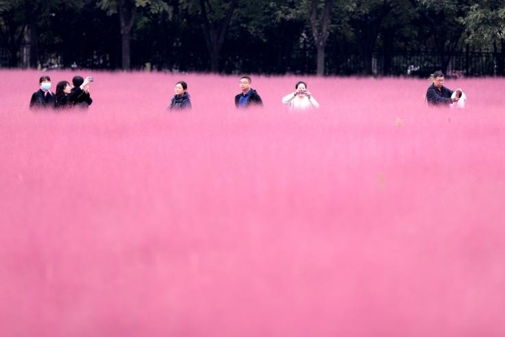 邂逅這片“粉霧?！?>
     <p>邂逅這片“粉霧?！?/p>
</a>
        </div>
    </div>
    <!--推薦圖集end-->
    <div   id=