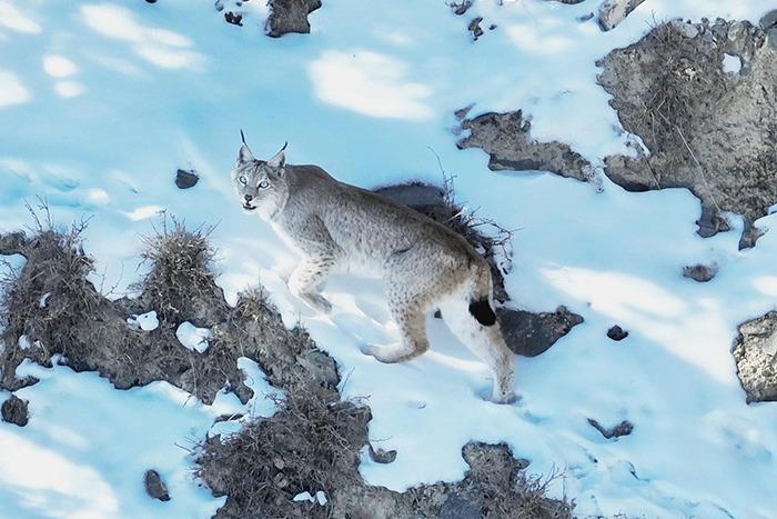 青海德令哈：猞猁悠閑漫步“巡山” 呆萌可愛(ài)