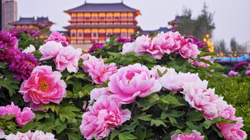 如何科學(xué)防治過敏性鼻炎？專家解讀